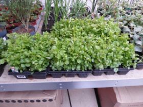 5 trays containing qty of compact white lobelia