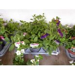 Tray containing 9 pots of mixed petunia