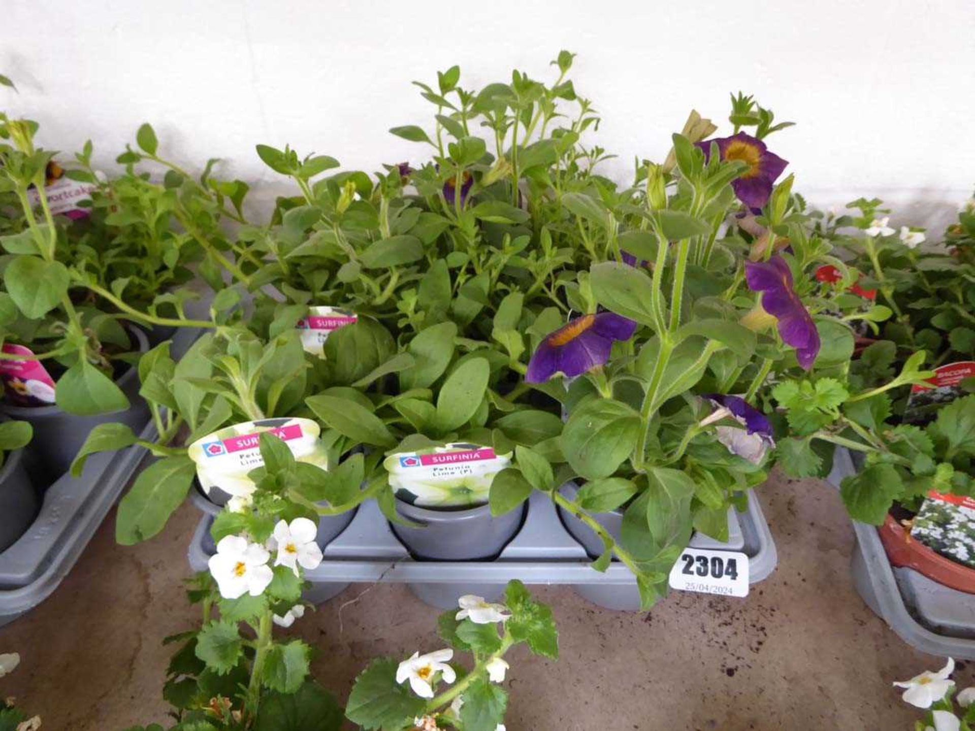 Tray containing 9 pots of mixed petunia