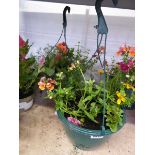 Pair of pre-planted hanging baskets containing mixed plants