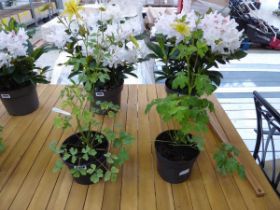 2 potted aquilegias