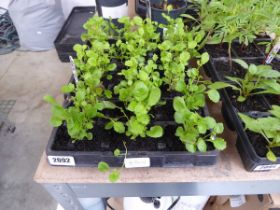 Quantity of blue trailing lobelia plants