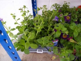 Tray containing 9 petunias