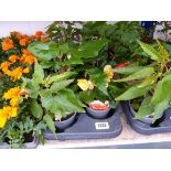 Tray containing 8 pots of trailing begonias