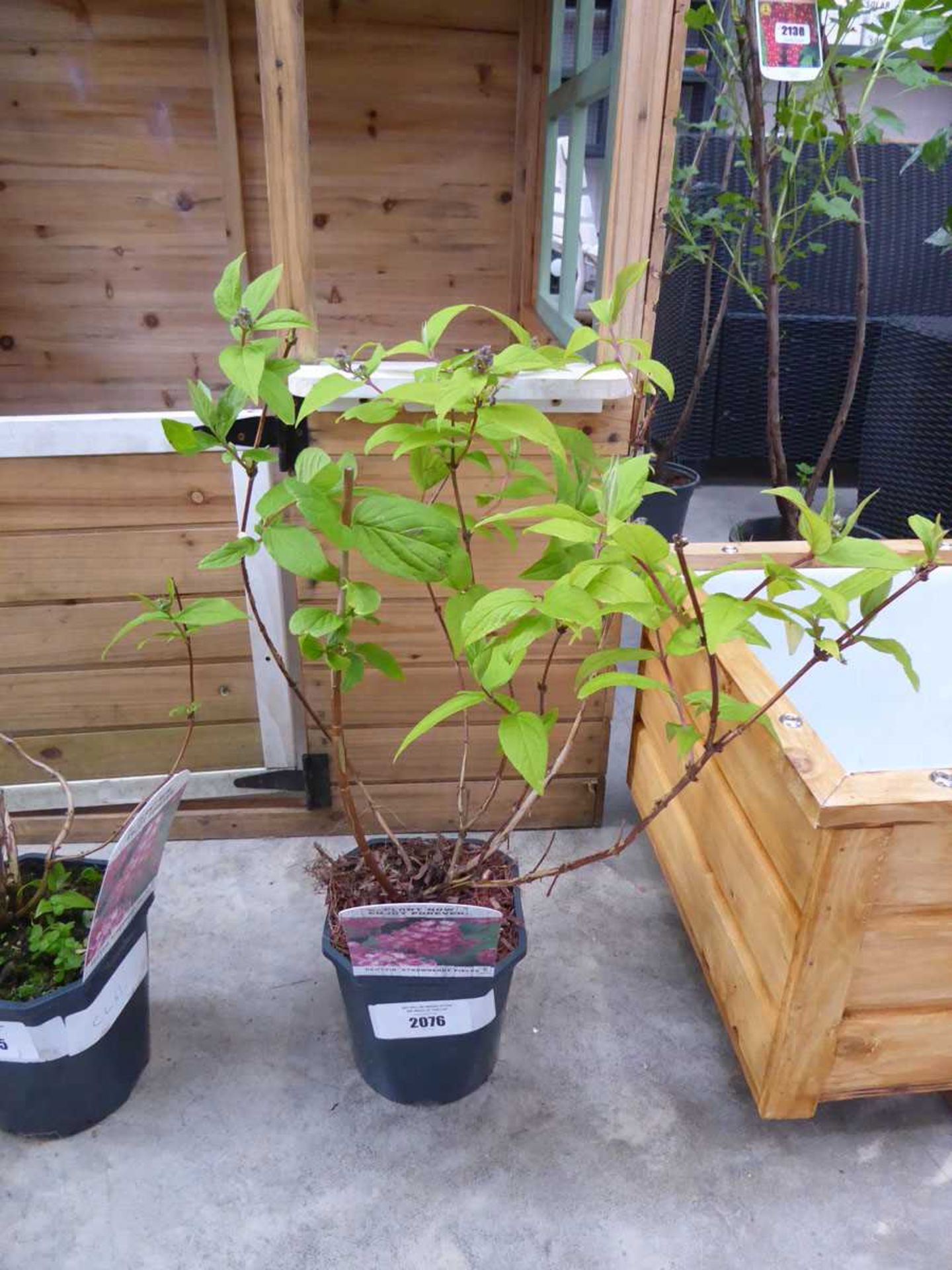 Potted deutzia strawberry fields