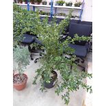 +VAT Large potted ceanothus yankee point