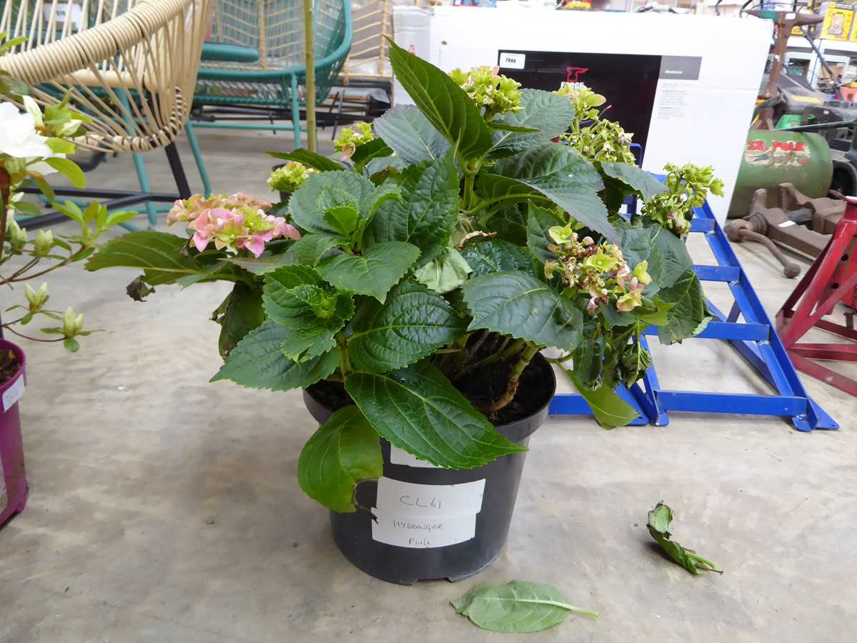 +VAT Large potted pink hydrangea