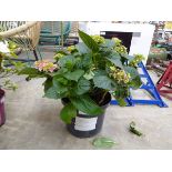 +VAT Large potted pink hydrangea