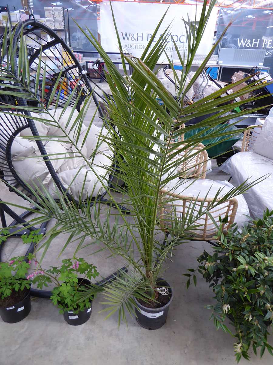 +VAT Large potted phoenix canariensis palm