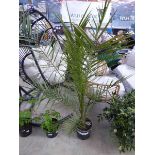 +VAT Large potted phoenix canariensis palm