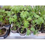 Tray containing 9 pots of gardeners delight tomato plants