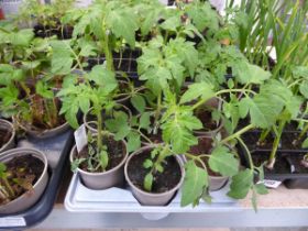 Tray containing 9 pots of gardeners delight tomato plants