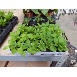 2 trays of mixed plants incl. marigolds and petunias