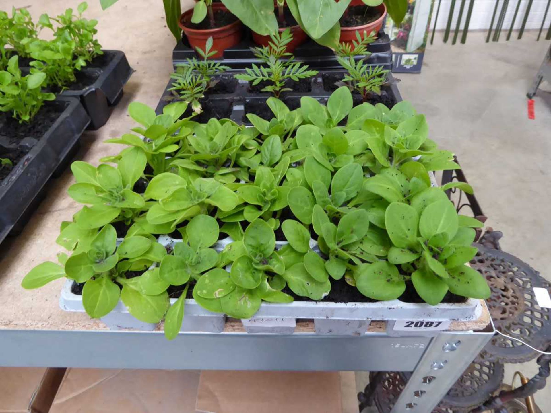 2 trays of mixed plants incl. marigolds and petunias