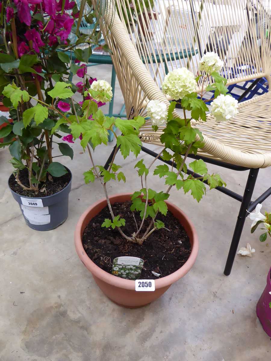 Potted verbanum opulus roseum