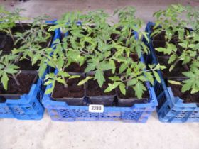 Tray containing 12 tomato plants