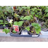 Tray containing 8 potted Cambridge favourite strawberry plants