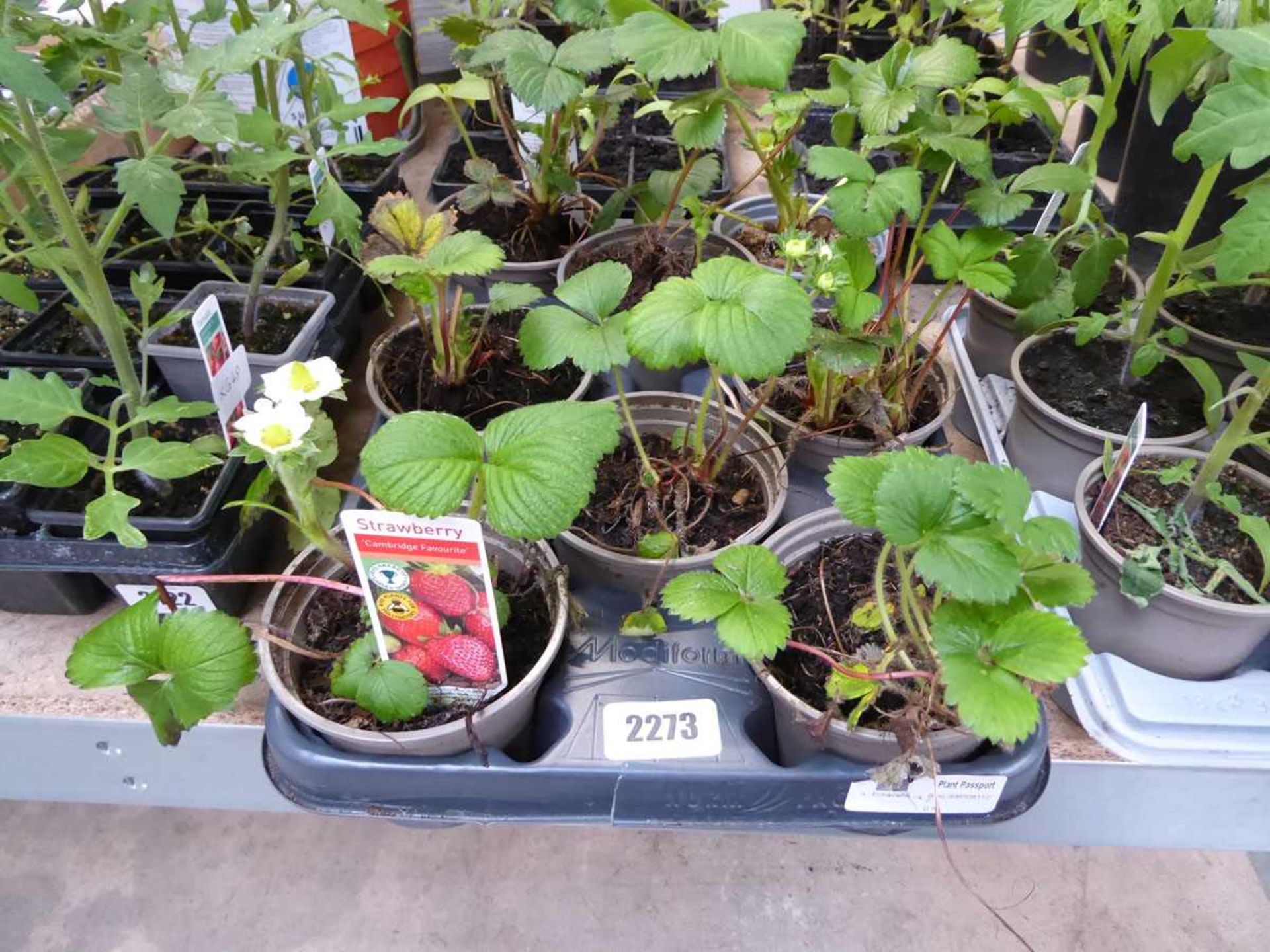 Tray containing 8 potted Cambridge favourite strawberry plants