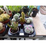 Tray containing 7 mixed cacti