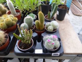 Tray containing 7 mixed cacti