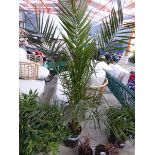 +VAT Large potted phoenix canariensis palm