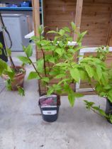 Potted deutzia strawberry fields