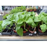 Tray containing 9 Mezze Lulah sunflower plants