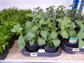 Tray containing 10 pots of mixed fuchsias