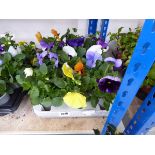 Tray containing 12 potted pansies