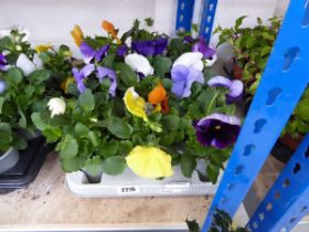 Tray containing 12 potted pansies
