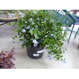 +VAT Large potted ceanothus repens (variegated)
