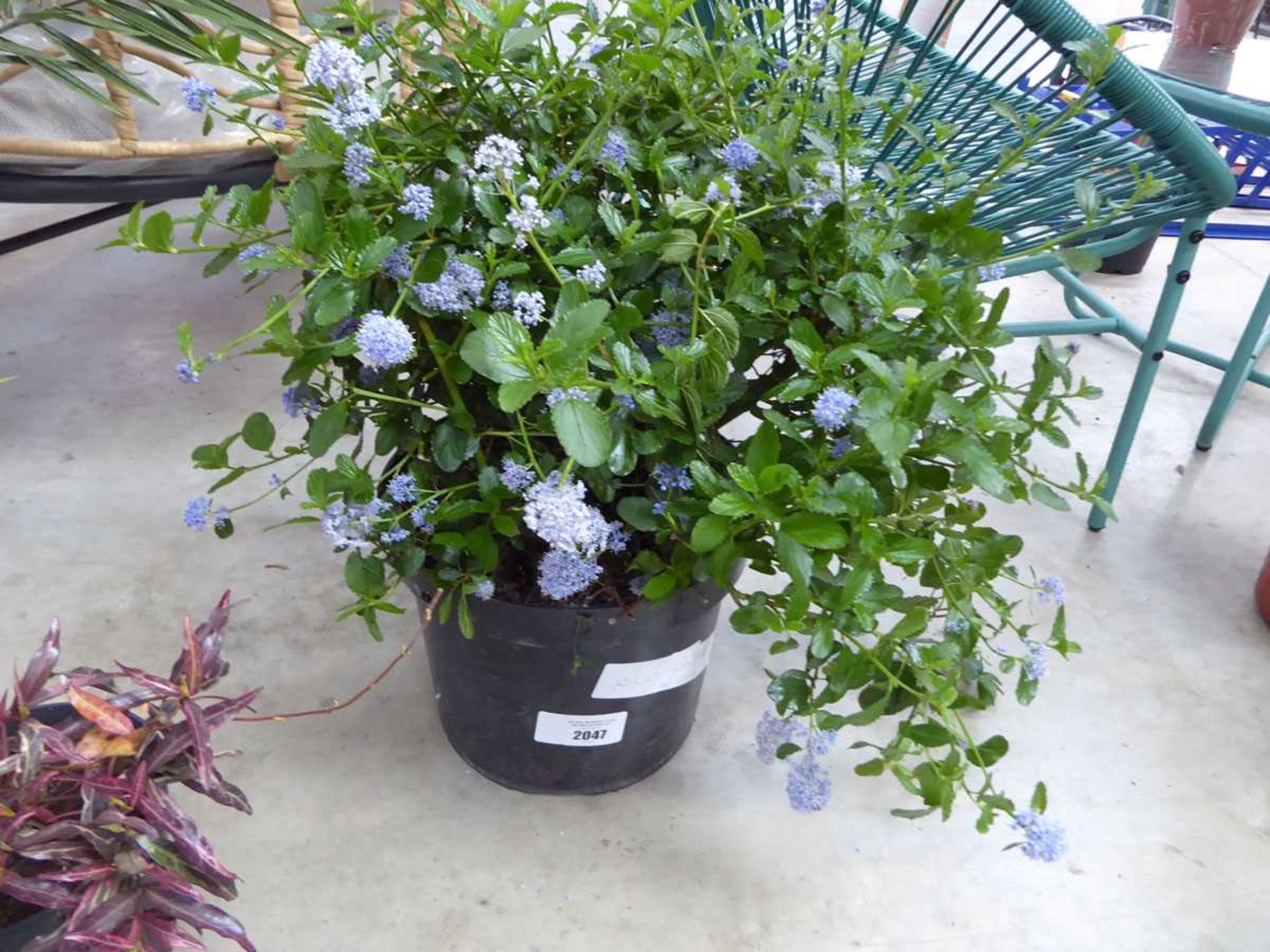 +VAT Large potted ceanothus repens (variegated)