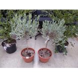 Pair of potted standard lavender