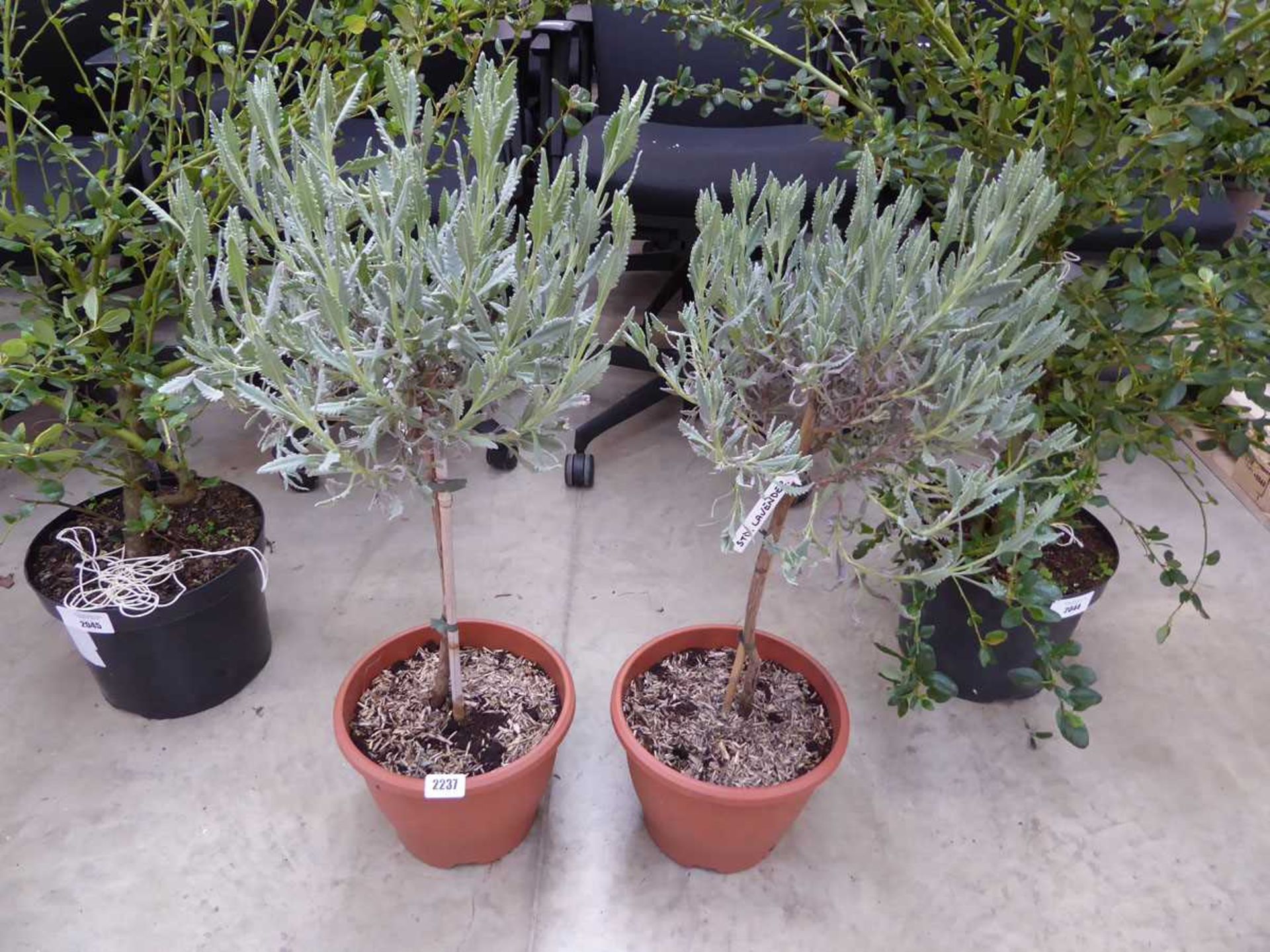 Pair of potted standard lavender