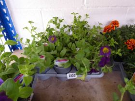 Tray containing 9 petunias