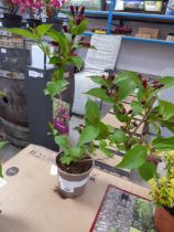 +VAT Potted bristol ruby weigela