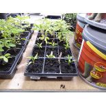 3 trays of mixed vegetables incl. tray of 6 chiles, 6 tomato plants and 6 cucumber plants