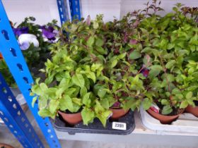 Tray containing 8 pots of mixed fuchsias