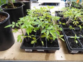 2 trays of tomato plants incl. Golden Sunrise and Roma with tray containing 6 cucumber plants