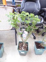 Potted blessings hybrid tea rose