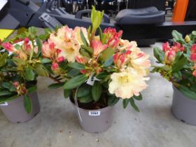 Potted Nancy Evans rhododendron