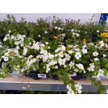 Tray containing 15 mixed perennial border plants incl. Golden Glory Bidens, white bacopa, white