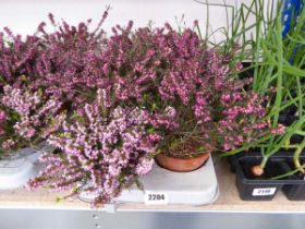 Tray containing 8 pots of heather