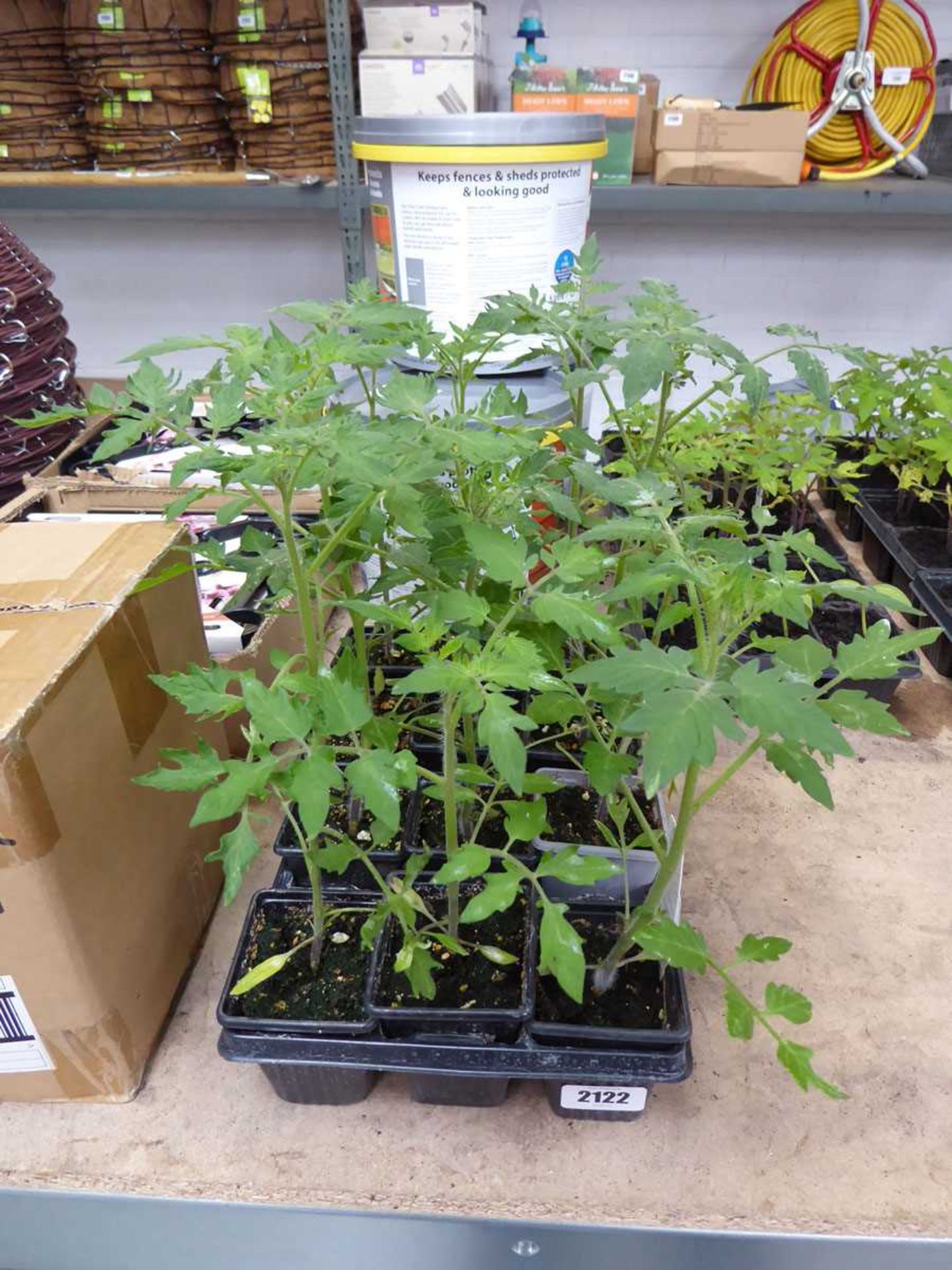 2 trays containing 12 Gardener's Delight tomato plants
