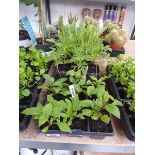 3 trays of mixed perennial plants incl. dahlias, African marigolds and corn flower