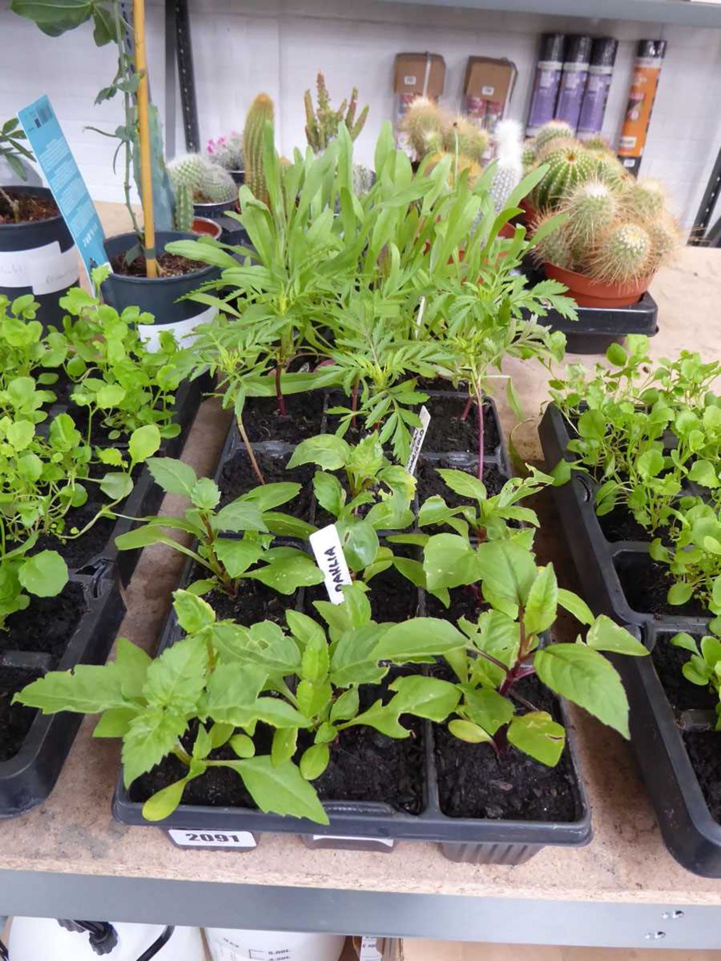 3 trays of mixed perennial plants incl. dahlias, African marigolds and corn flower