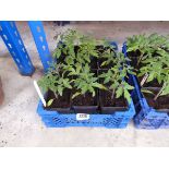 Tray containing 12 tomato plants