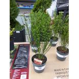 +VAT Potted cytisus