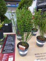 +VAT Potted cytisus