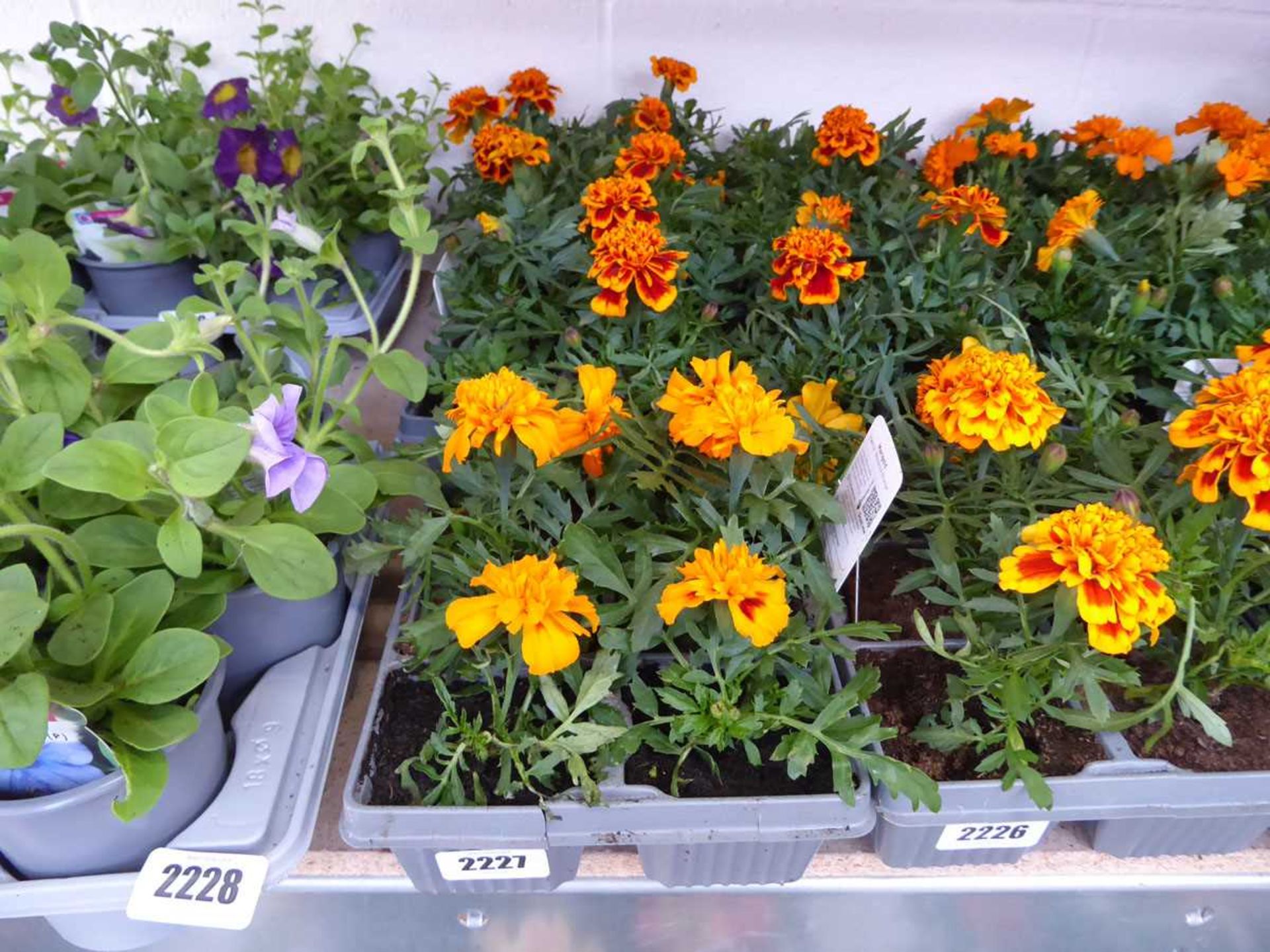 3 trays of marigolds